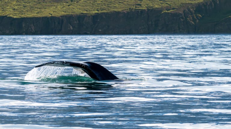 Wal, Walflosse, Wal-Watching, Island, Husavik