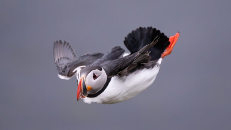 Puffin, Papageientaucher, Vogel im Flug, Island, Clown der Lüfte