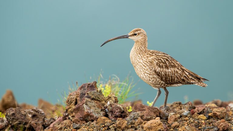Regenbrachvogel, Kratersee, gebogener Schnabel, Island