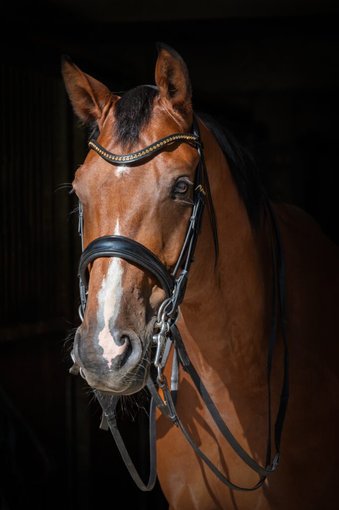 Oldenburger, Pferd, Brauner, Portrait, Zaumzeug Leder, Pferdeportrait, Stallaufnahme